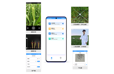 运城市小麦亩穗数分析仪IN-XM02