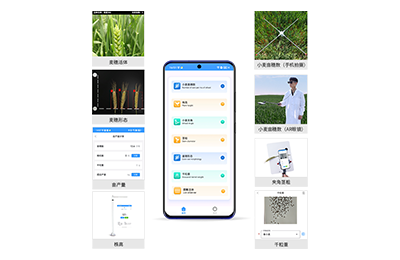 运城市小麦表型测量仪IN-XM05